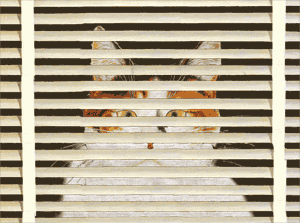 ce joli chat est ,pour vous